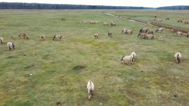 Aerial View Felett Wild Tehenek Fiatal Borjak Heck Cattle Konik — Stock videók