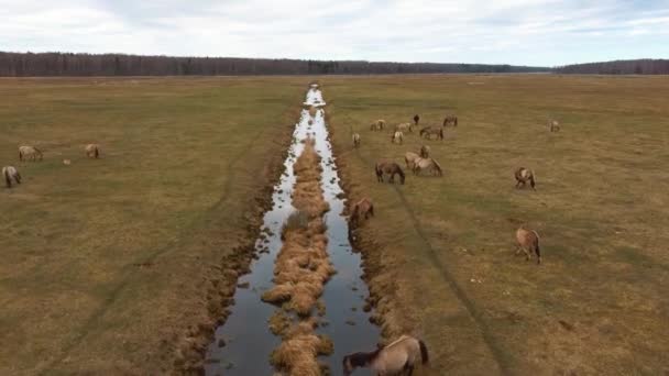 若い子牛やヘック牛と野生の牛の上の空中ビューKonik馬や敵砂丘の牧草地や川で草を放牧し 食べる自然公園でラトビアワイドショット — ストック動画