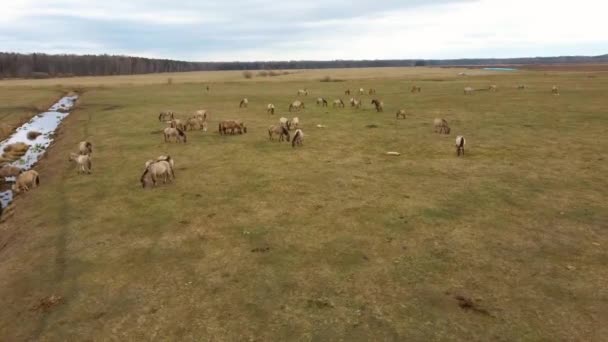 Vue Aérienne Au-dessus De Vaches Sauvages Avec Jeunes Veaux Et Bovins Konik Chevaux Et Poulains Pâturant Et Mangeant De L'herbe Dans Les Prairies De Dunduru Et La Rivière En Arrière-Plan Parc Naturel Lettonie Prise De Vue Large 