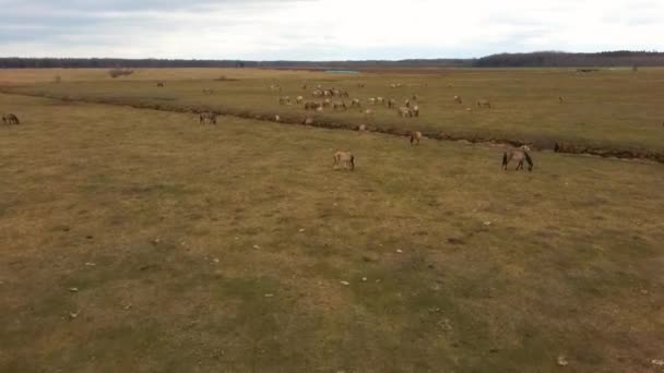 若い子牛やヘック牛と野生の牛の上の空中ビューKonik馬や敵砂丘の牧草地や川で草を放牧し 食べる自然公園でラトビアワイドショット — ストック動画