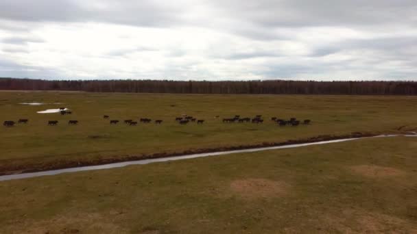 Flygutsikt Över Vilda Kor Med Unga Kalvar Och Boskap Konik — Stockvideo