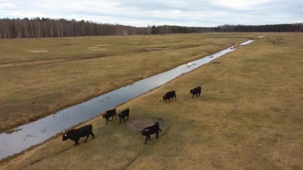 Dunduru Çayır Letonya Parkı Ndaki Nehir Arkaplan Alanı Nda Çimen — Stok video