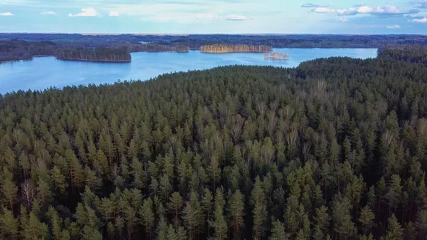 Flygfoto Över Sjön Jazinks Vid Aglona Lettland Tallskog Bakgrunden Solig — Stockfoto