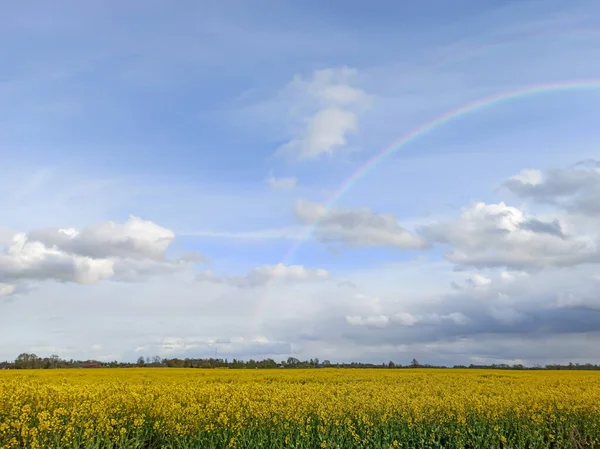 Rainbow Blooming Rapeseed Field Paysage Naturel Europe Début Printemps Ciel — Photo