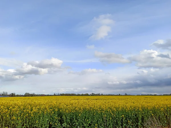 Champ Floraison Colza Avec Ciel Bleu Brassica Napus Usine Pour — Photo