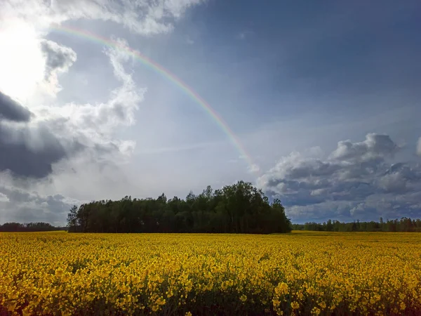 Rainbow Blooming Rapeseed Field Paysage Naturel Europe Début Printemps Ciel — Photo