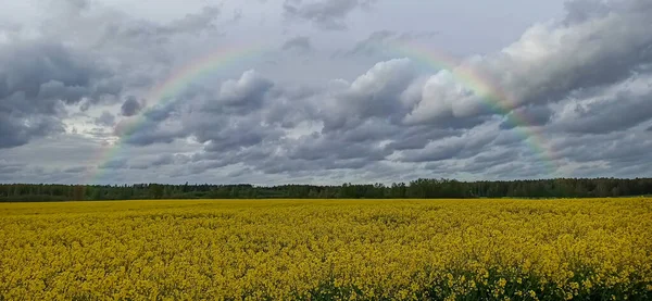 Rainbow Blooming Rapeseed Field Paysage Naturel Europe Début Printemps Ciel — Photo