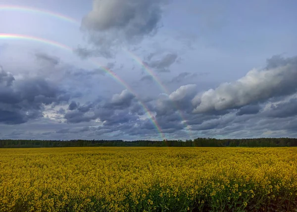 Rainbow Blooming Rapeseed Field Paysage Naturel Europe Début Printemps Ciel — Photo