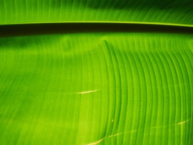 muz yaprak yeşil doku.