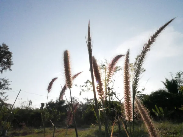 Grass Flower Morning — Stock Photo, Image