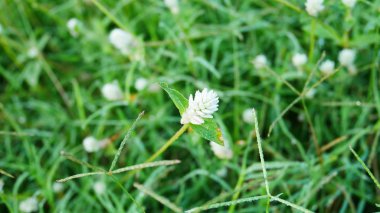 Sabah çimen çiçeği.