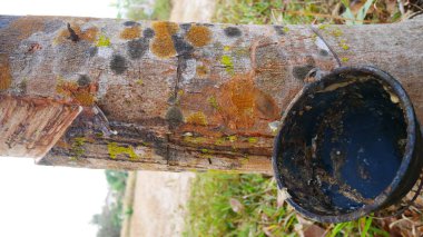 Eski Kauçuk kabuğu. desen Kauçuk kabuğu.