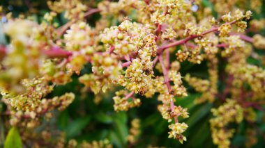 Sarı mango çiçeği açıyor..