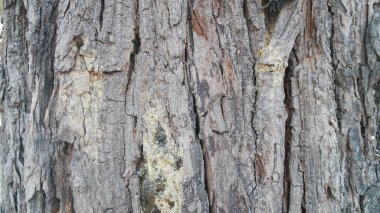 Eski kabuk kırılmış. desen kabuğu.