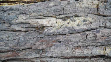 Eski kabuk kırılmış. desen kabuğu.