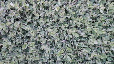 arka plan için küçük yaprak, Yumuşak ışık.