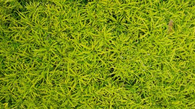 arka plan için küçük yaprak, Yumuşak ışık.