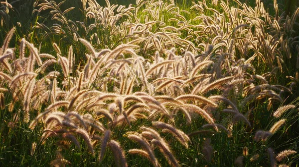 Sonnenuntergang Ein Weizenfeld — Stockfoto