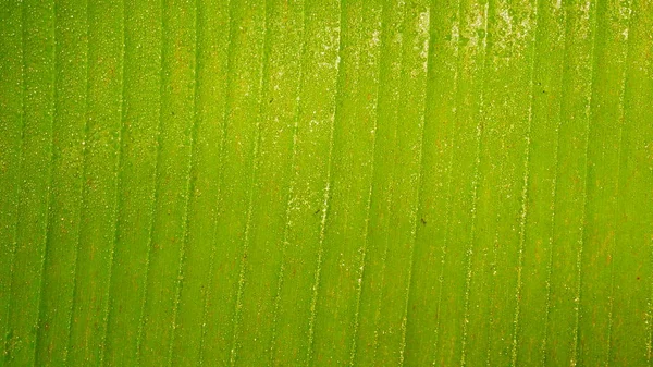 Green leaf. Banana leaf texture.