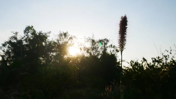 Grasblüte Morgen — Stockfoto