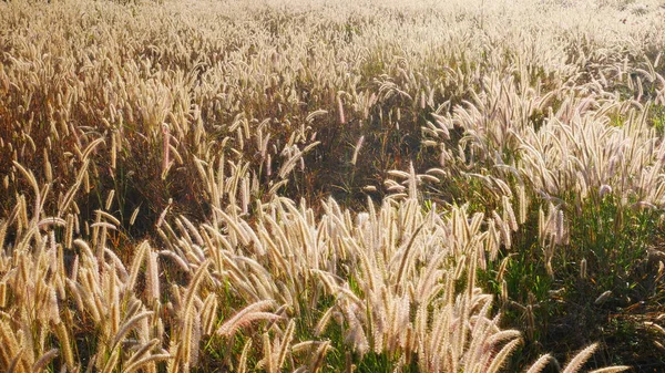 Morgen Ein Weizenfeld — Stockfoto