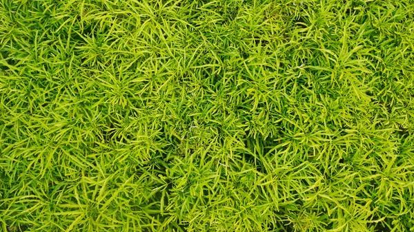 arka plan için küçük yaprak, Yumuşak ışık.