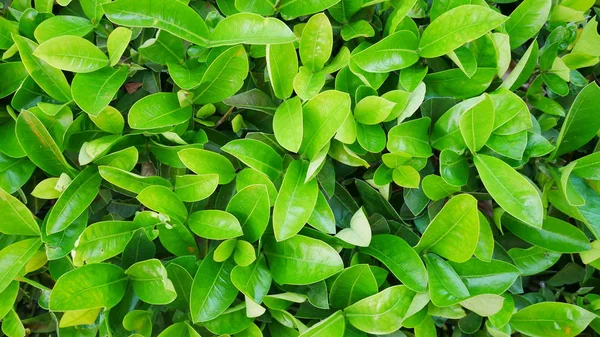 Yaprak arka plan için. Yumuşak ışık