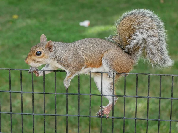 Eichhörnchen auf einem Zaun — Stockfoto