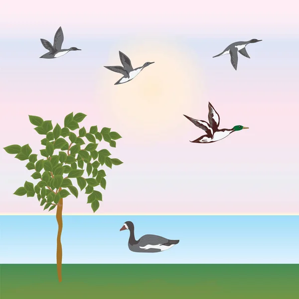 Morgen Sommer Frühling Landschaft, fliegende Enten, Gans, Fluss, Ufer, Baum, Sonne, Kunst kreative moderne Vektor Illustration Jagd Banner — Stockvektor