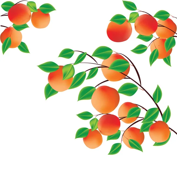Гілка з абрикосовими персиками ізольовані на білому тлі креативне мистецтво абстрактний сучасний вектор — стоковий вектор