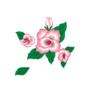 pembe çiçekler beyaz arka plan sanat yaratıcı vektör öğesi için tasarım üzerinde izole bud yeşil yaprakları gül