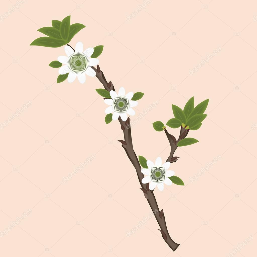 Fruit tree branch with flowers white abstract isolated on a light background vector illustration art creative design element