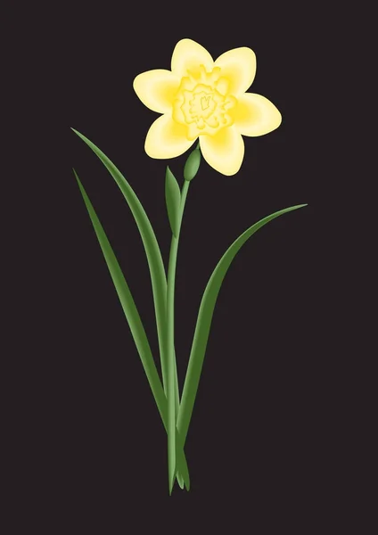 Flor narciso amarillo luz sobre un fondo negro arte abstracto creativo vector — Vector de stock