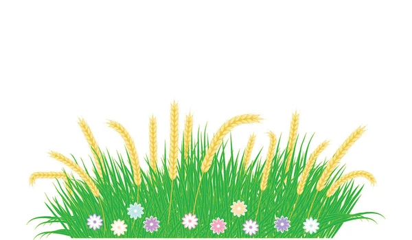 Grasgroen, vol met bloemen, oren van tarwe - geïsoleerd op een witte achtergrond - vector kunst. Ontwerpelement — Stockvector