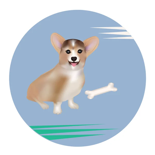 Corgi perro y hueso - icono redondo - aislado sobre fondo blanco - vector. Protección Ambiental. Mundo animal . — Vector de stock