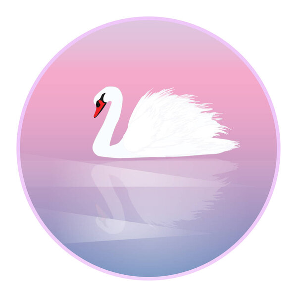 White swan with reflection in water - pink round icon - isolated on white background - vector. Wildlife World. Valentine's Day