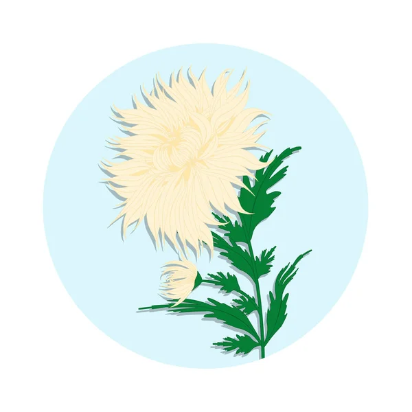 Chrysanthemum light yellow with green leaves - round icon - isolated on white background - vector. Hello spring. — Stock Vector