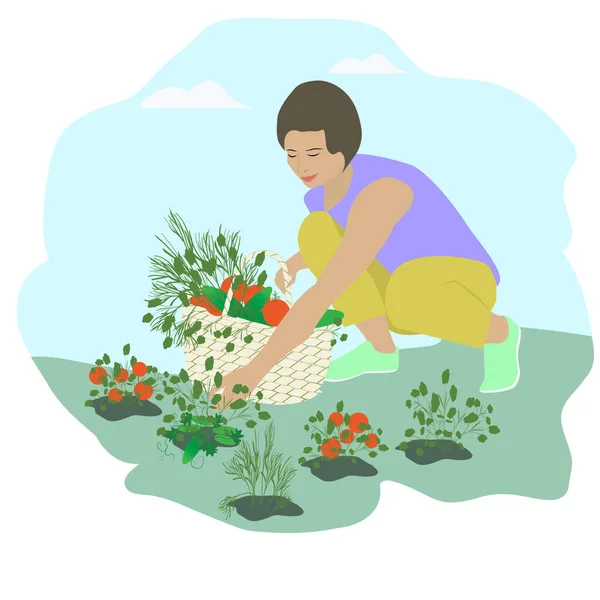 Kobieta Zbierająca Dojrzałe Warzywa Ogrodowego Łóżka Wiklinowym Koszu Izolowanym Białym — Wektor stockowy