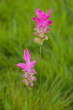 Güzellik ayçiçeği