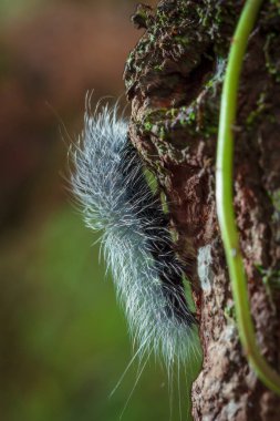 Güzellik solucanlar