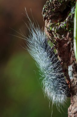 Güzellik solucanlar