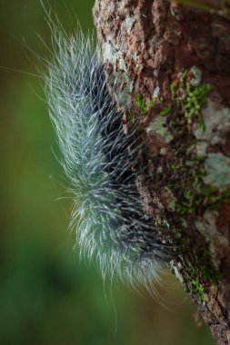 Güzellik solucanlar