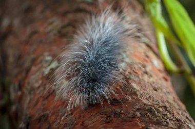 Güzellik solucanlar