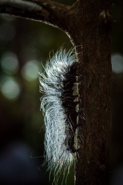 Güzellik solucanlar