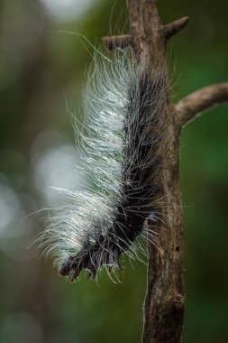 Güzellik solucanlar