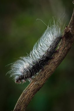 Güzellik solucanlar