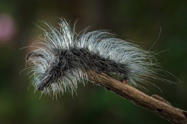 Güzellik solucanlar