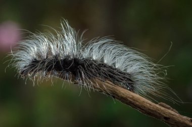 Güzellik solucanlar