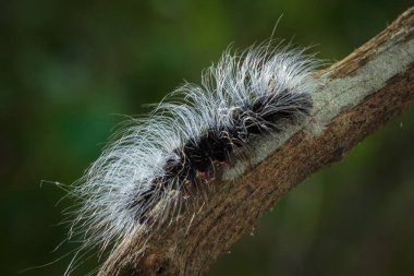 Güzellik solucanlar