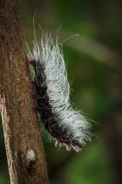Güzellik solucanlar